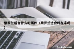 紫罗兰适合种在家吗 紫罗兰适合什么时候种