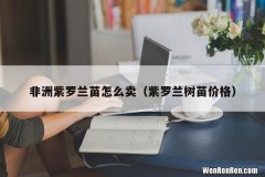 紫罗兰树苗价格 非洲紫罗兰苗怎么卖