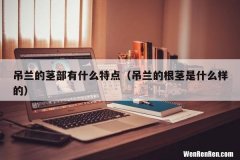 吊兰的根茎是什么样的 吊兰的茎部有什么特点