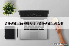 短叶虎皮兰怎么养 短叶虎皮兰的养殖方法