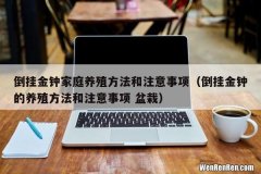 倒挂金钟的养殖方法和注意事项 盆栽 倒挂金钟家庭养殖方法和注意事项