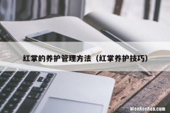 红掌养护技巧 红掌的养护管理方法