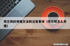 荷兰铁怎么养殖 荷兰铁的养殖方法和注意事项