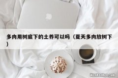 夏天多肉放树下 多肉用树底下的土养可以吗