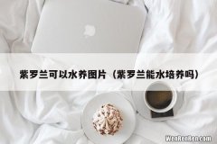 紫罗兰能水培养吗 紫罗兰可以水养图片