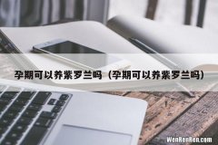 孕期可以养紫罗兰吗 孕期可以养紫罗兰吗