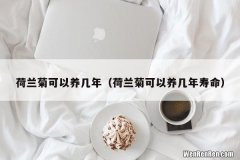 荷兰菊可以养几年寿命 荷兰菊可以养几年