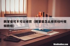 鹅掌柴怎么修剪枝叶视频教程 鹅掌柴可不可以修剪