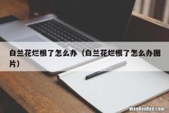 白兰花烂根了怎么办图片 白兰花烂根了怎么办