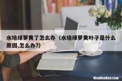 水培绿萝黄叶子是什么原因,怎么办? 水培绿萝黄了怎么办