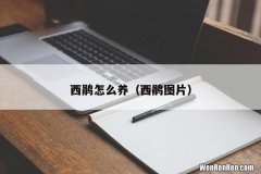 西鹃图片 西鹃怎么养