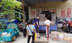 锦春黄桃市场前景怎么样,锦春黄桃适不适合保护地栽培介绍