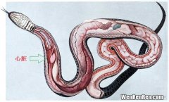 蛇的七寸是什么部位,蛇的七寸是什么部位？